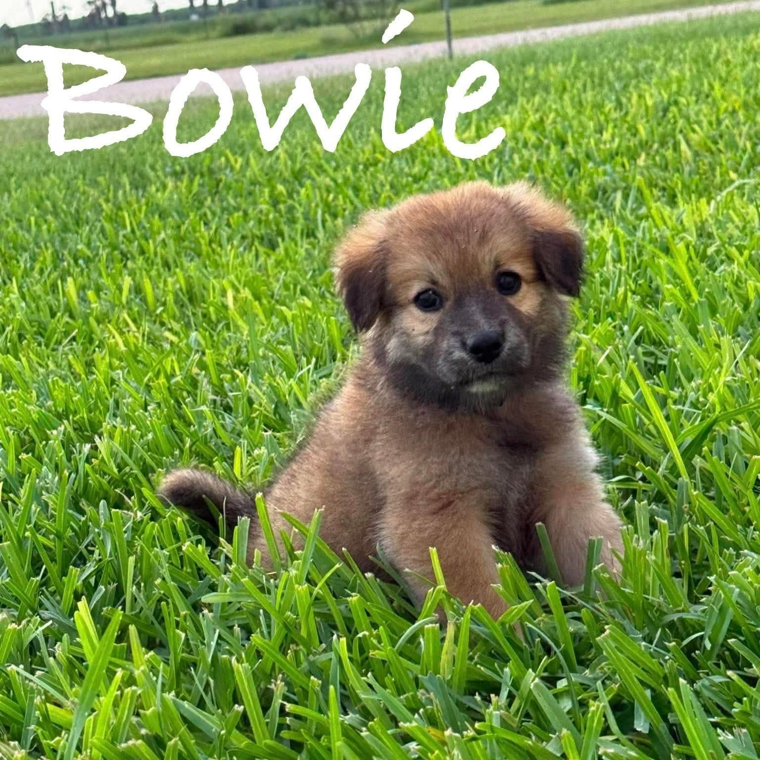 Bowie