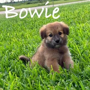 Bowie