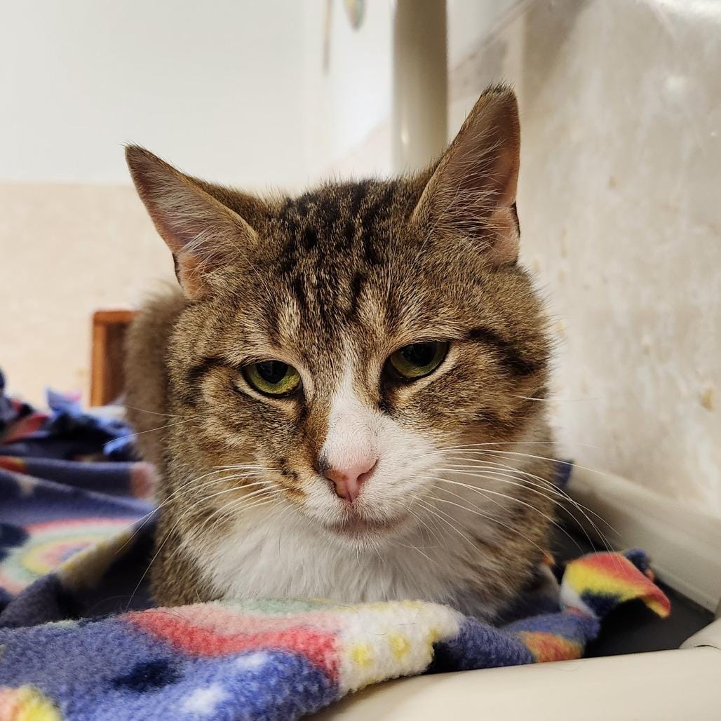 Freddie