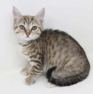 Andarna is a living mini baby doll