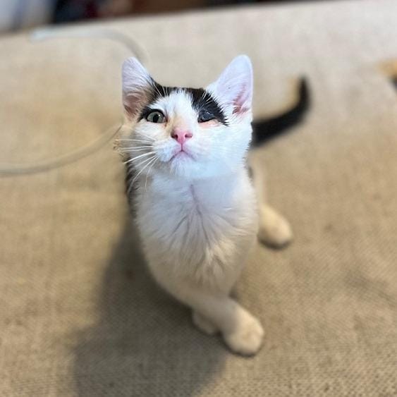 Ron