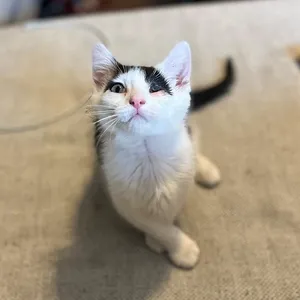 Ron