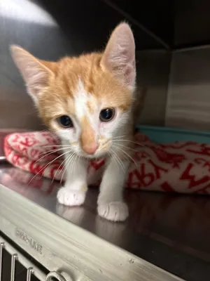 Buffalo Barclay (Petsmart)