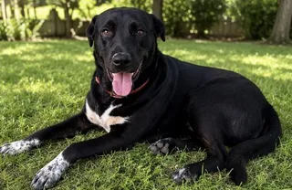 Rex