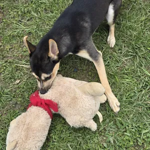 Bibi