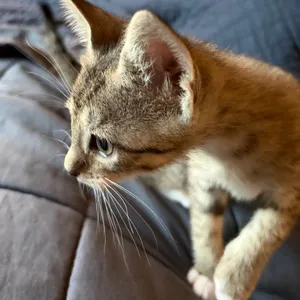 Munchkin 7
