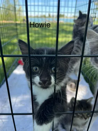 Howie