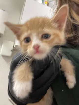 Peeta