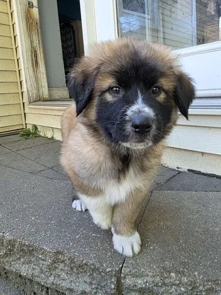 Busta Ruff