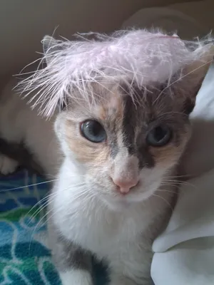 Mademoiselle