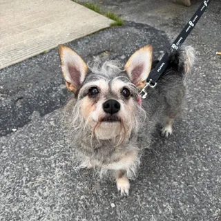 Sparkler