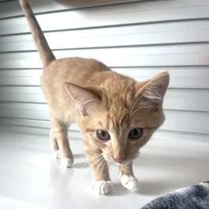 JINKX