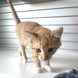JINKX