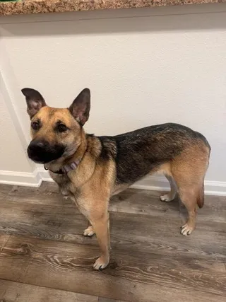 Nova