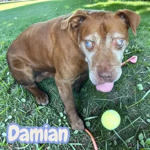 Damian - blind senior lovebug looking for a 2nd chance. Dog & kid friendly