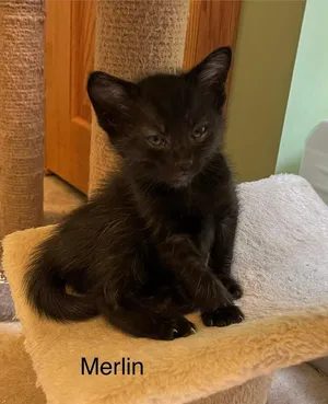 Merlin