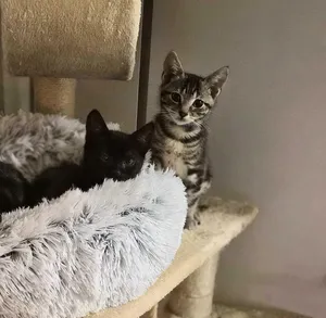 Major Tom and Space Cowboy