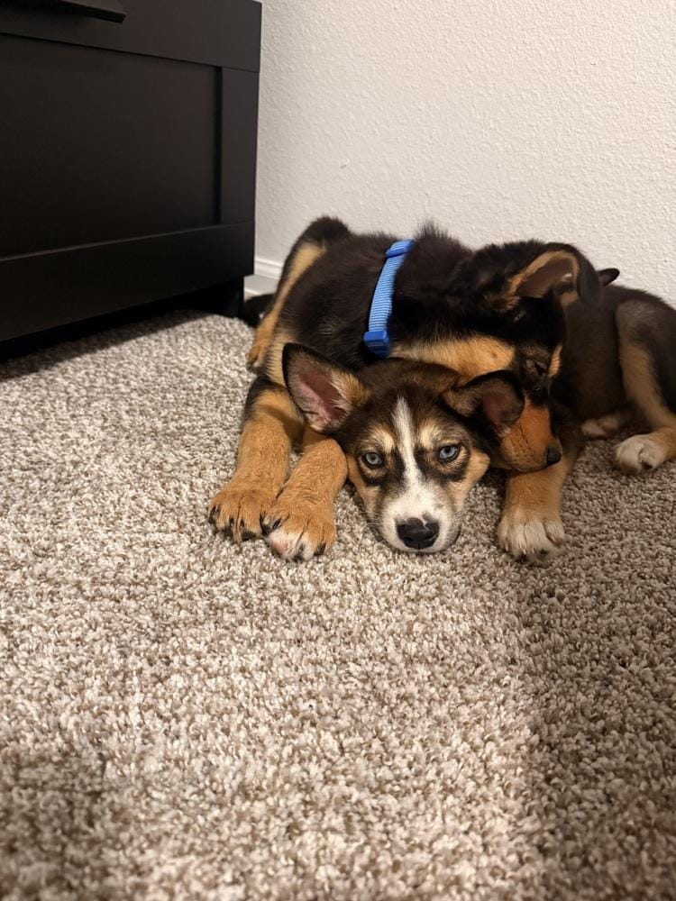 Bo