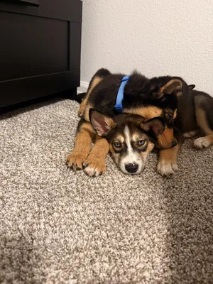 Bo