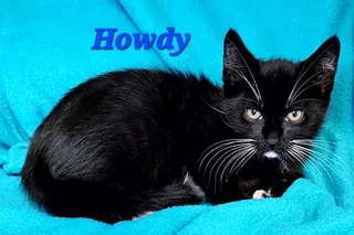 Howdy