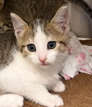 Wasabi