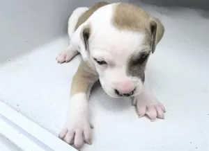 PIGLET