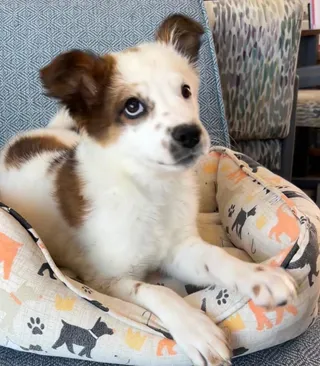 Lyra
