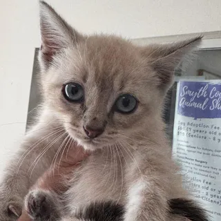 Zuko