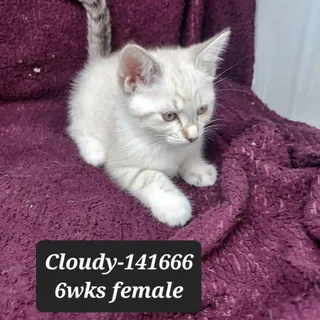 Cloudy