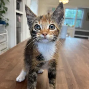 Cali