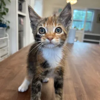 Cali