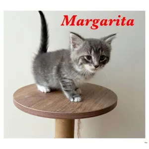 Margarita