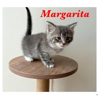 Margarita