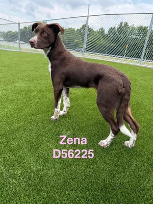 Zena