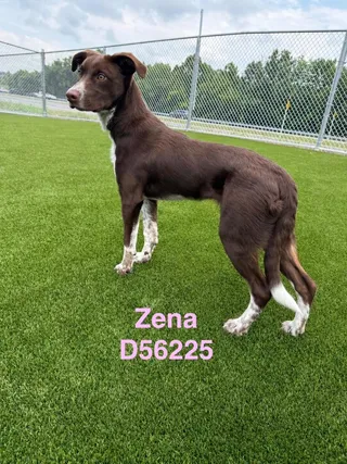 Zena