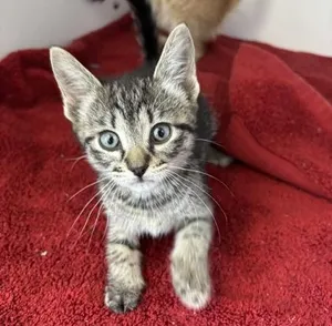 Penny