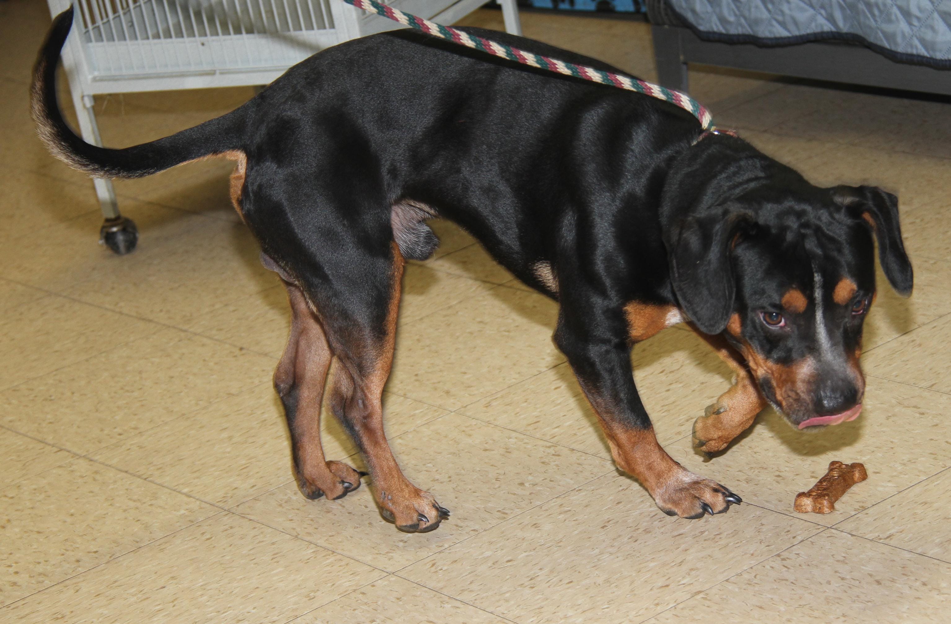 Jake (Neutered) (Updated Description June 3 2026)