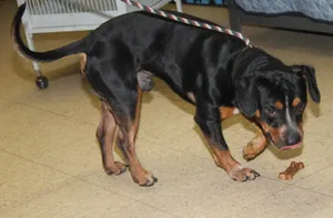Jake (Neutered) (Updated Description June 3 2026)