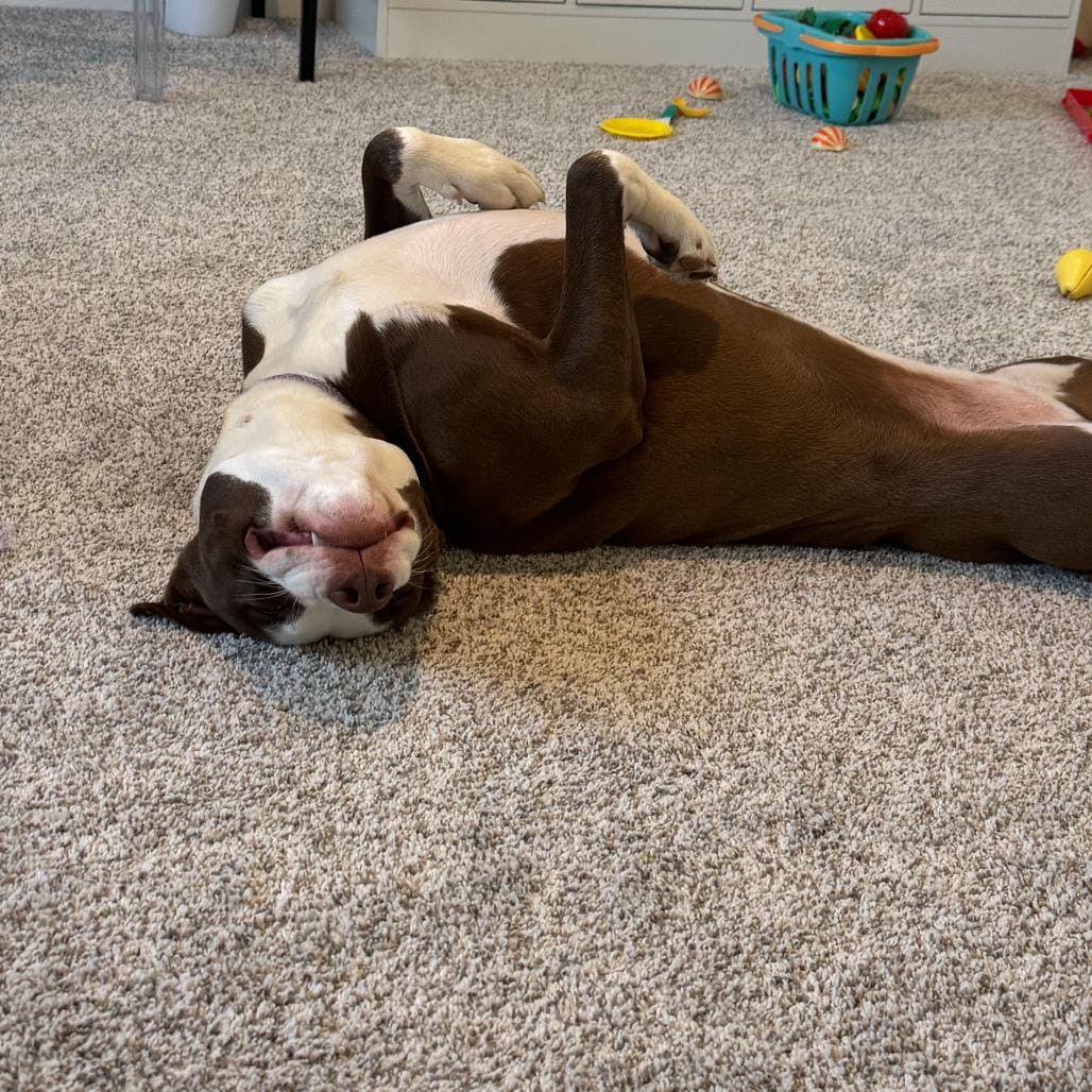 Hazel