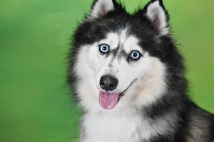 KORA