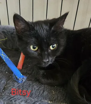 Bitsy