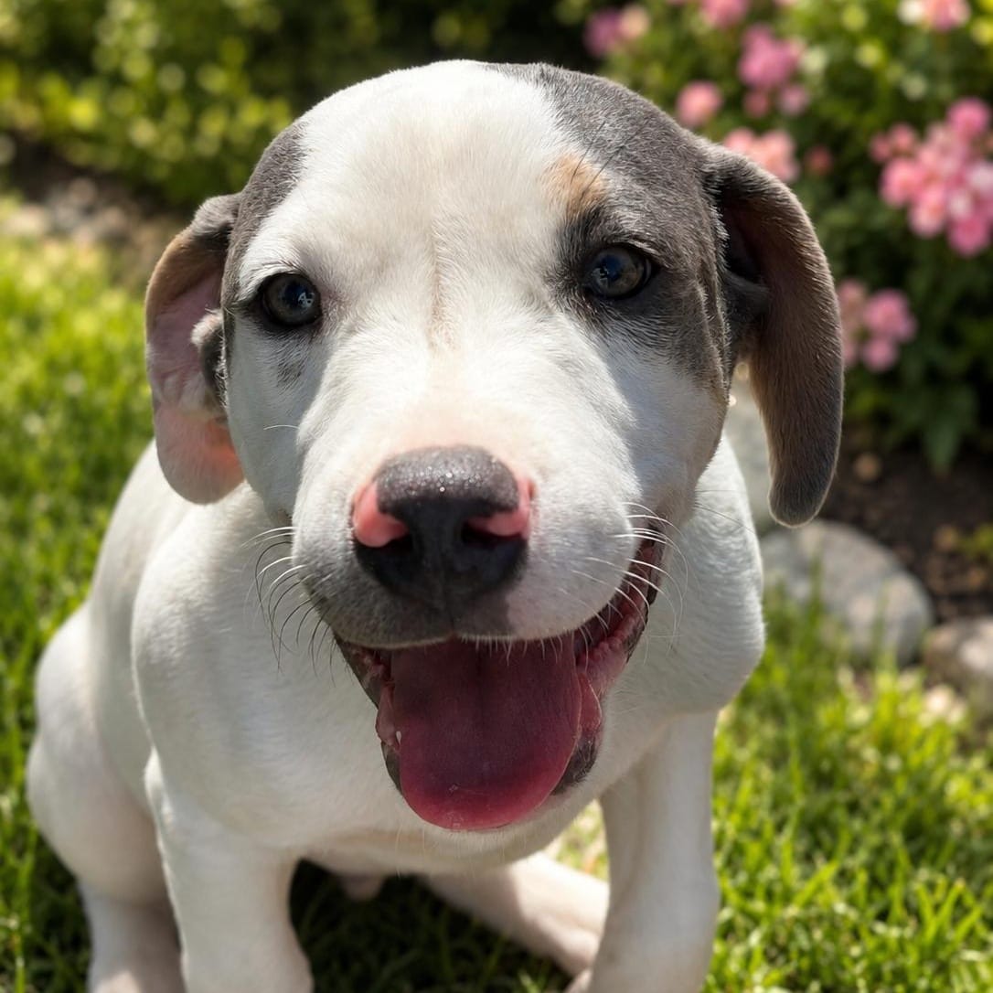 Paco