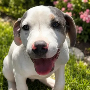 Paco