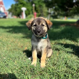 Aries--In Foster