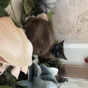 Pancake