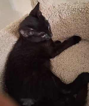 Oscar