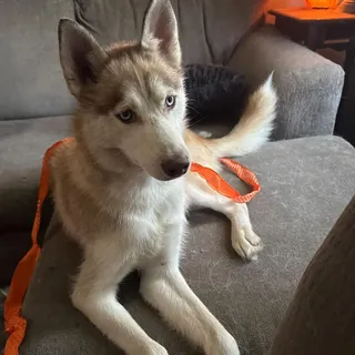 Bodie
