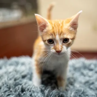 Ed