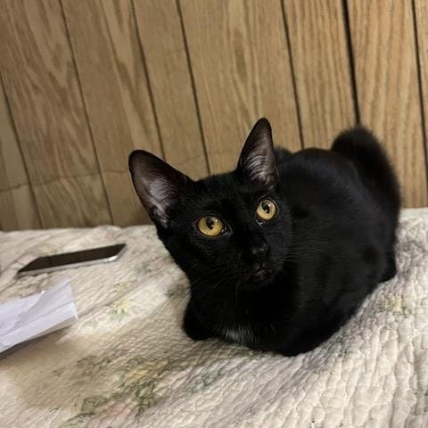Three Siblings Ready for Their Forever Home