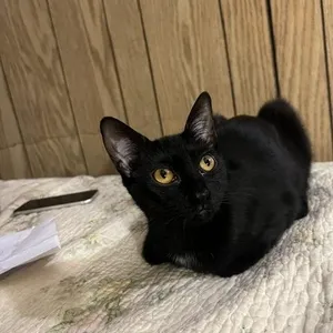 Three Siblings Ready for Their Forever Home